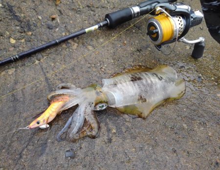 越前海岸エギングシーズン開幕！